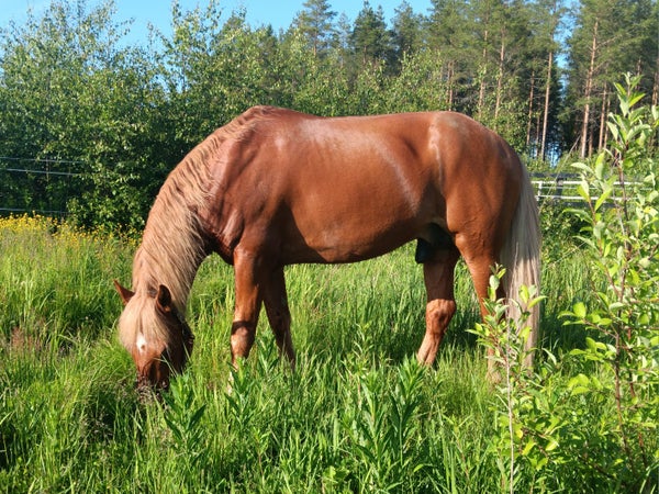 Hevosen happo-em&auml;stasapaino
