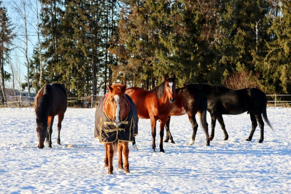 Hevosen fysiologinen karvapeite, talviaikainen l&auml;mm&ouml;ns&auml;&auml;tely ja klippaus